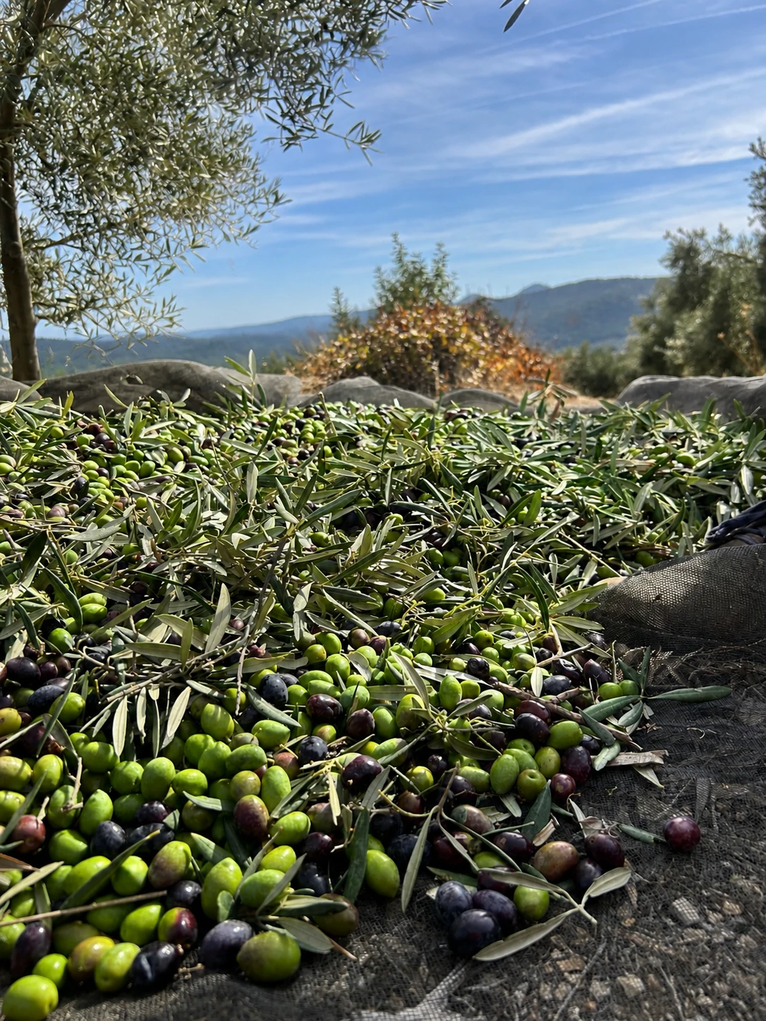 Aceitunas verdes de cosecha temprana para AOVE El Pariente