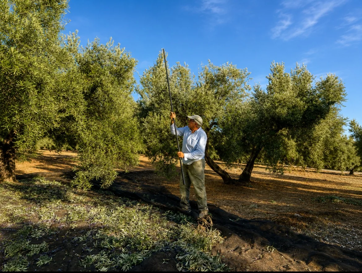 El Pariente AOVE de Jaén artesanal