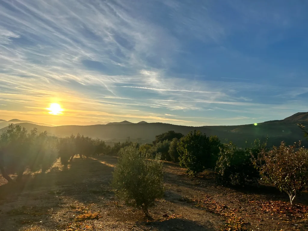 Olivar de El Pariente en Jaén al atardecer